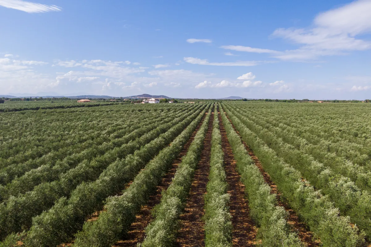 campo dedicado al cultivo de olivos