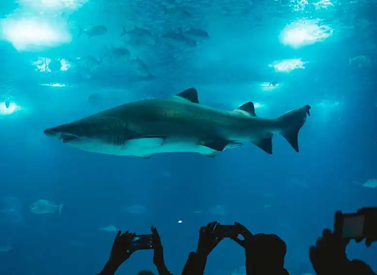 palma aquarium palma de mallorca