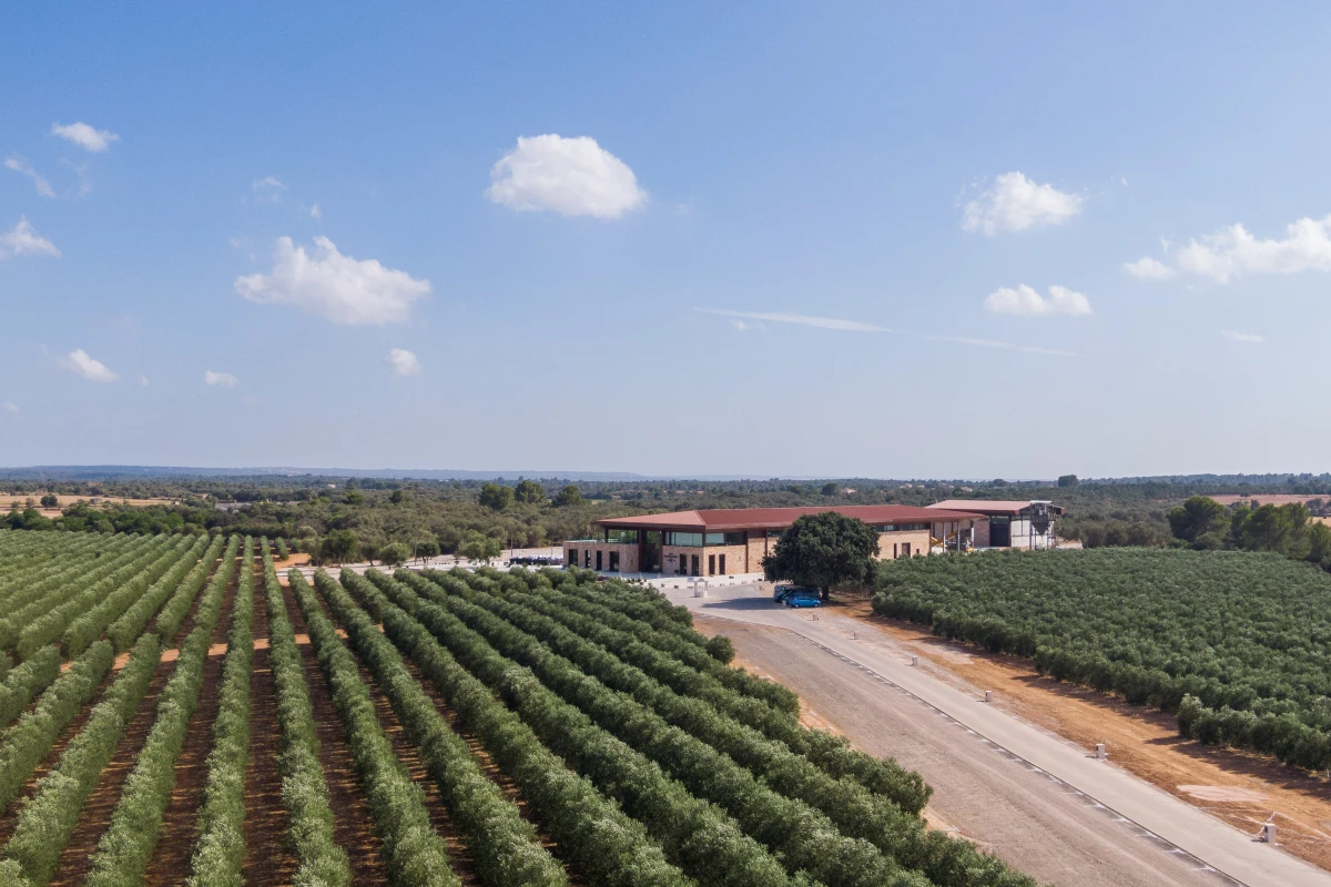 Olive grove